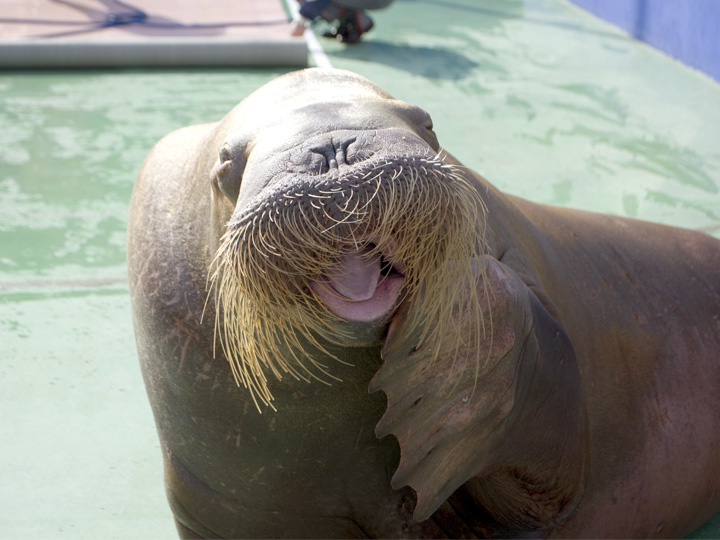 伊勢シーパラダイス